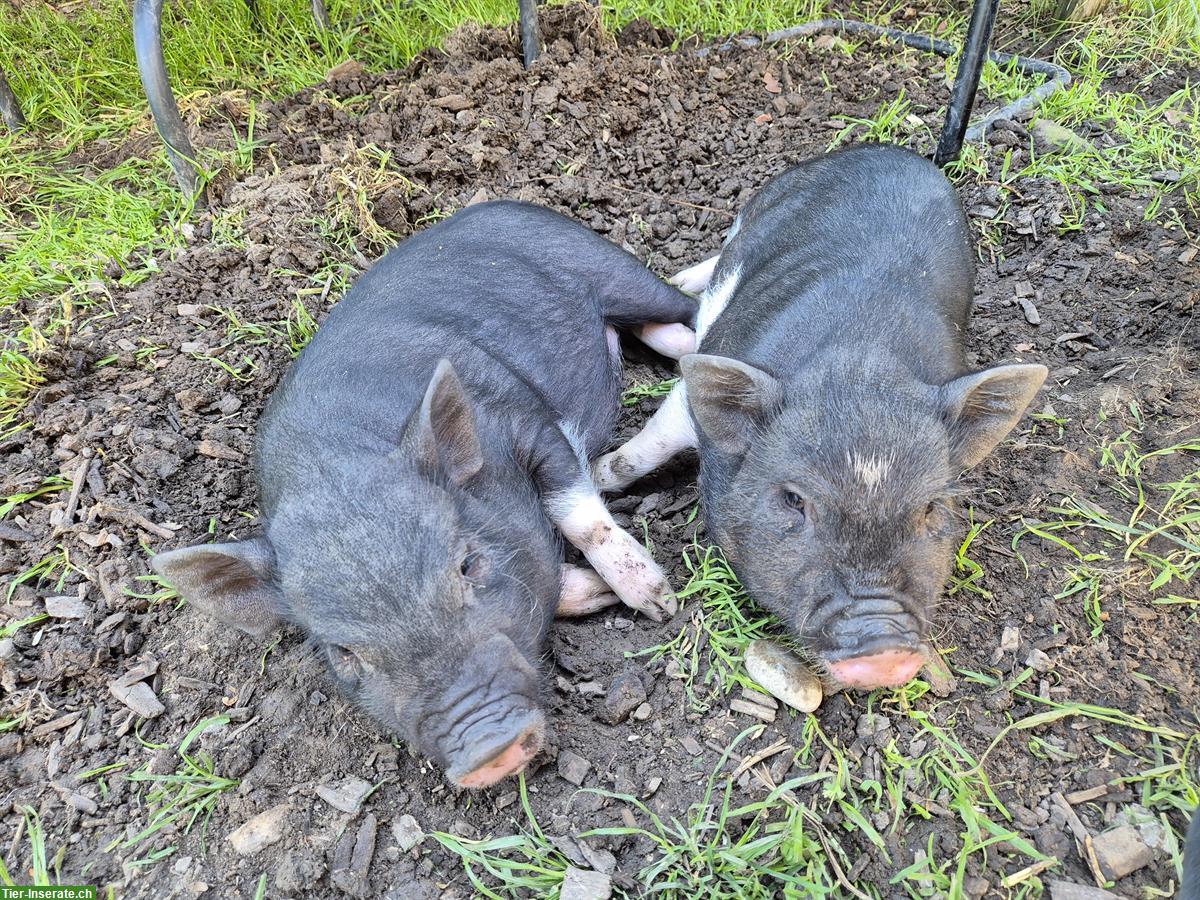 Bild 2: 2 zutrauliche Minipig Mädels abzugeben
