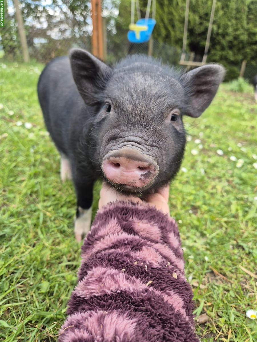 Bild 3: 2 zutrauliche Minipig Mädels abzugeben