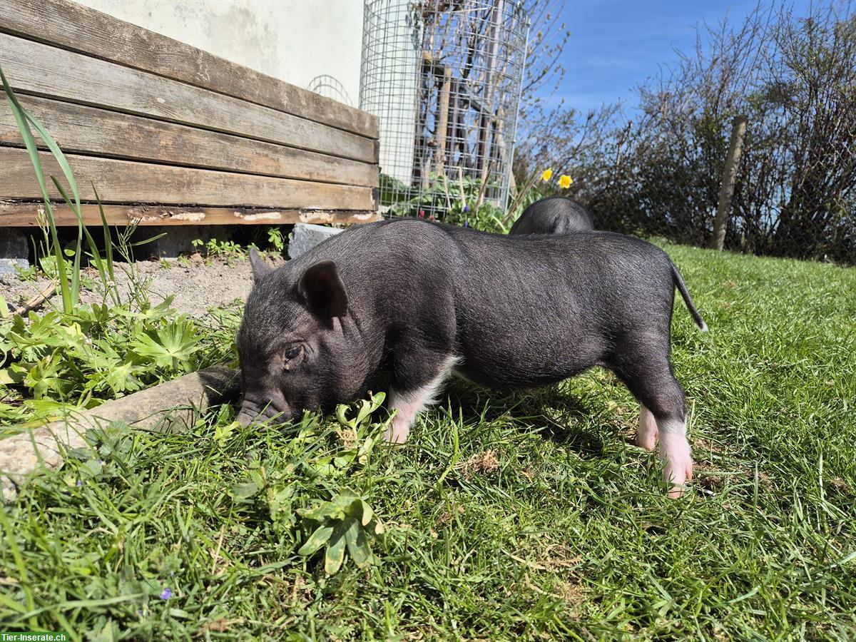 Bild 4: 2 zutrauliche Minipig Mädels abzugeben
