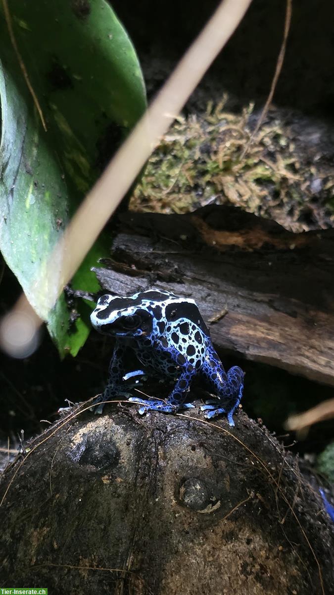 Dendrobates tinctorius Az. 0.1.0 - Färberfrosch