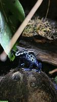 Dendrobates tinctorius Az. 0.1.0 - Färberfrosch