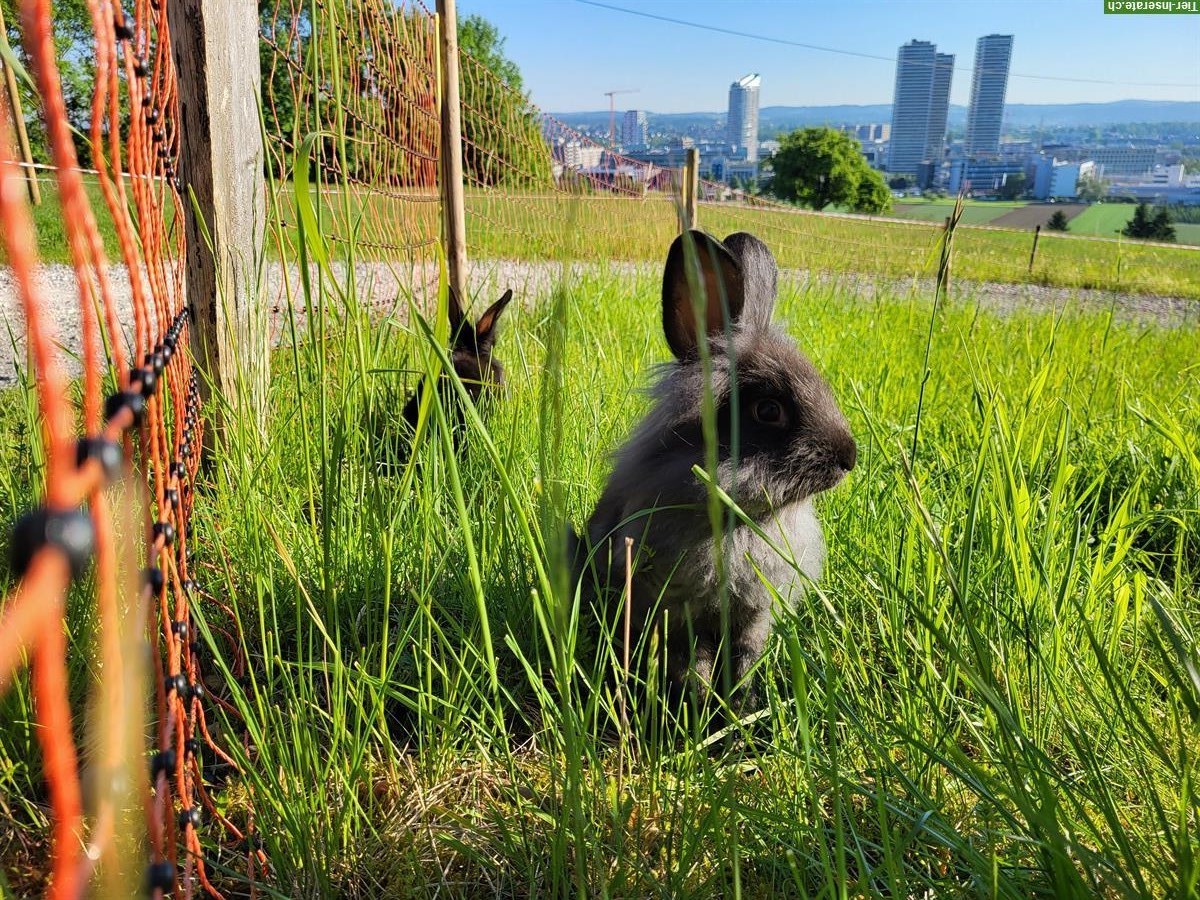 2 Kaninchen Böckli unkastriert abzugeben