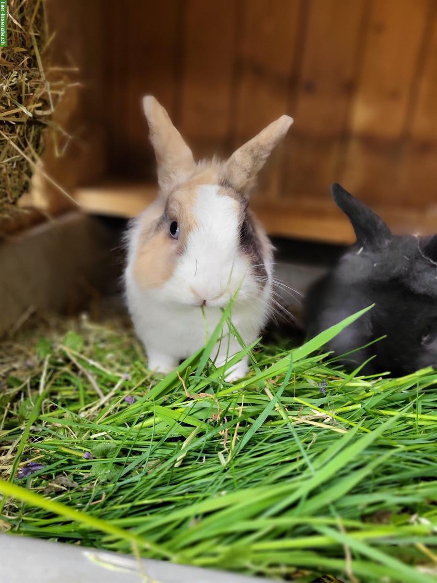 Bild 2: 2 Kaninchen Böckli unkastriert abzugeben