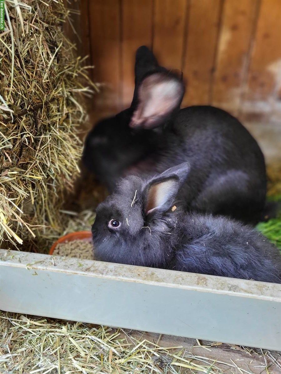Bild 3: 2 Kaninchen Böckli unkastriert abzugeben