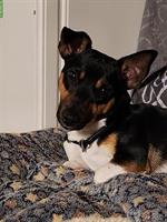 Jack Russell Deckrüde für Paarung