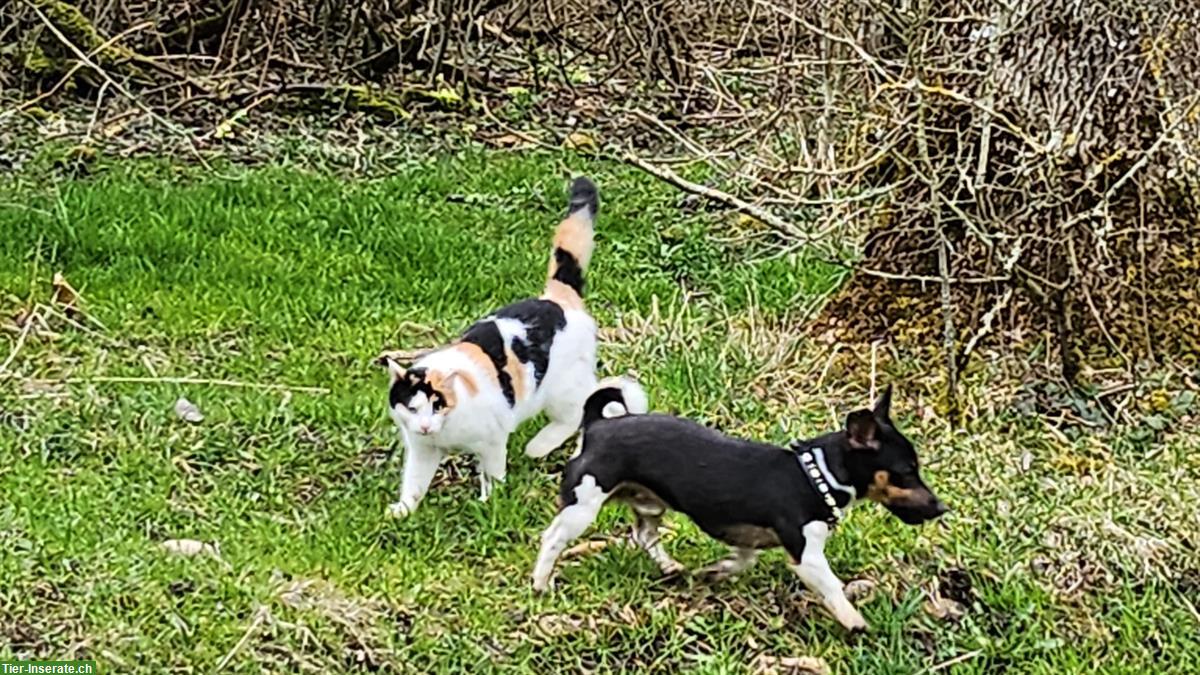 Bild 2: Jack Russell Deckrüde für Paarung