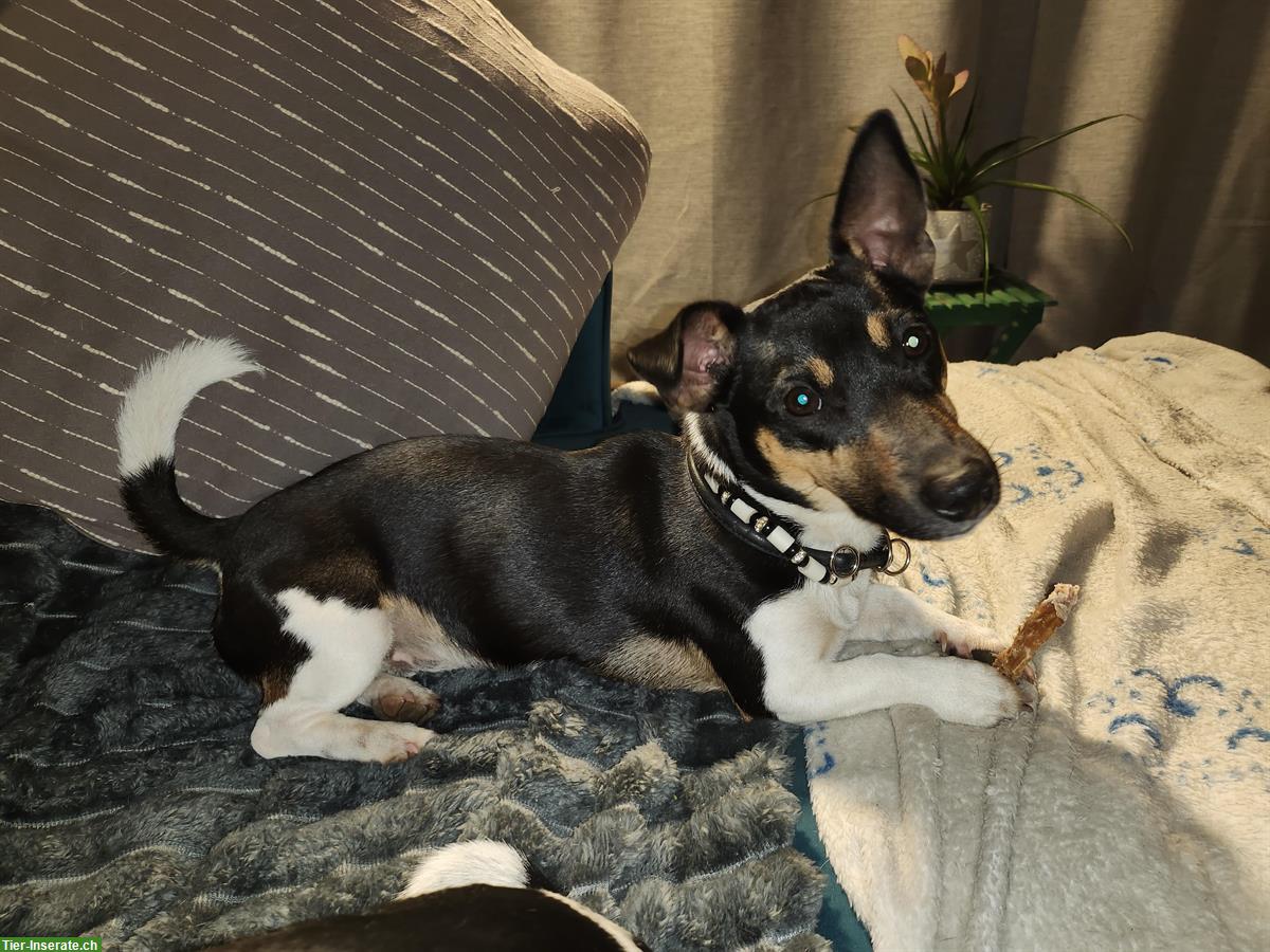 Bild 3: Jack Russell Deckrüde für Paarung