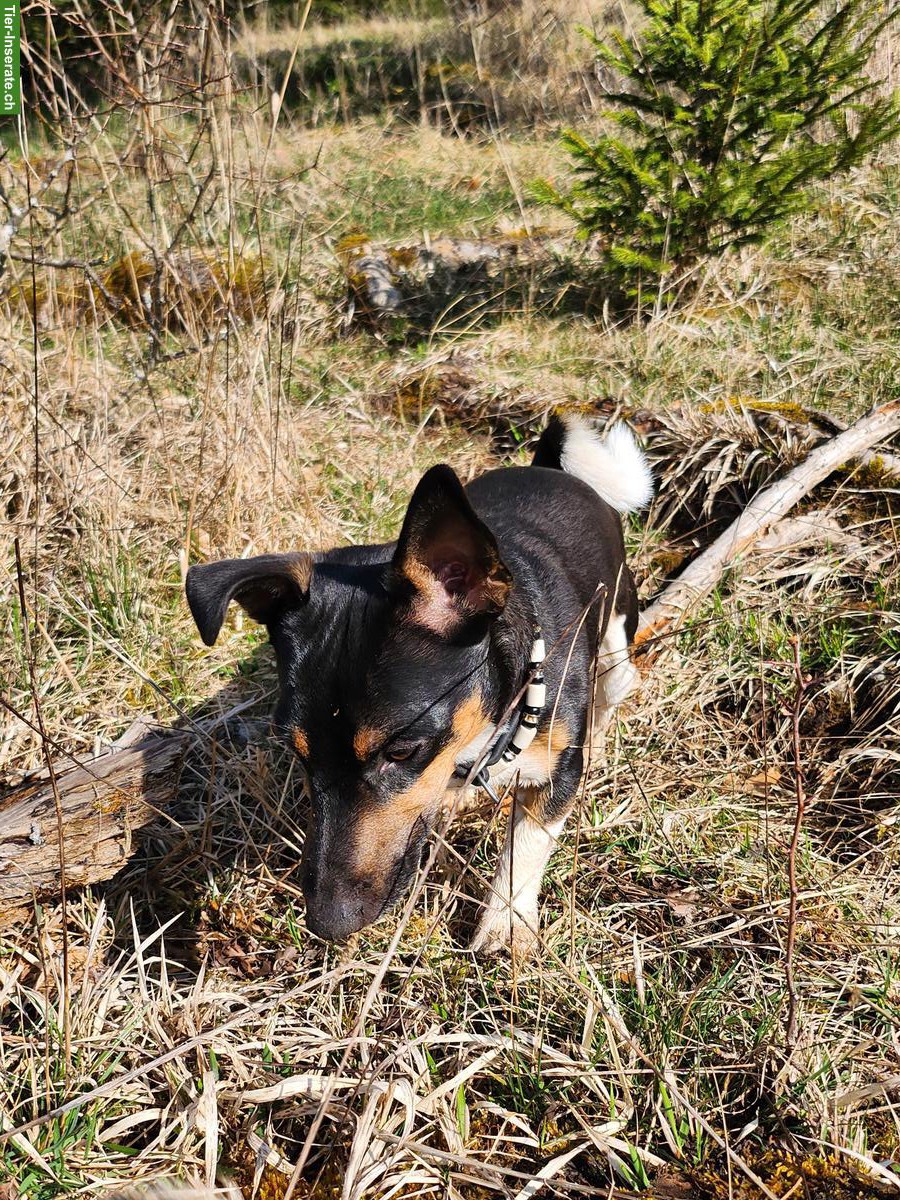 Bild 4: Kurzbeiniger Jack Russell Deckrüde