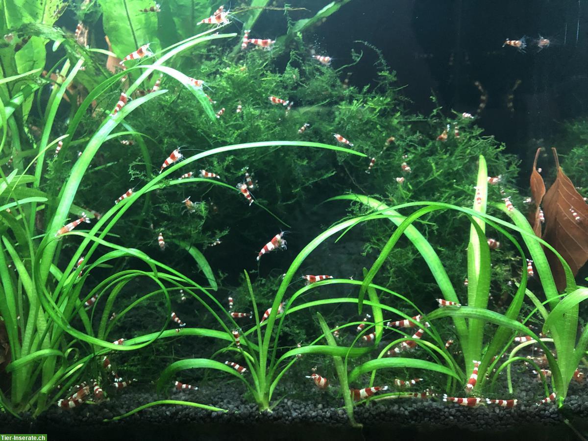 Bild 3: Red Bee Garnelen zu verkaufen