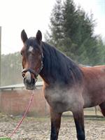 13-jähriger Cruzado Wallach zu verkaufen