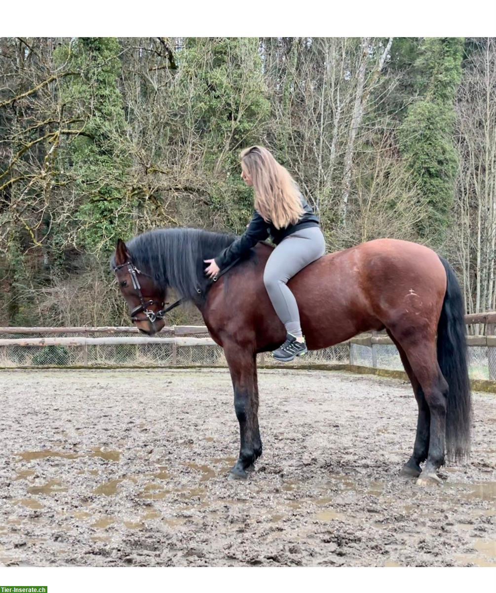 Bild 3: 13-jähriger Cruzado Wallach zu verkaufen