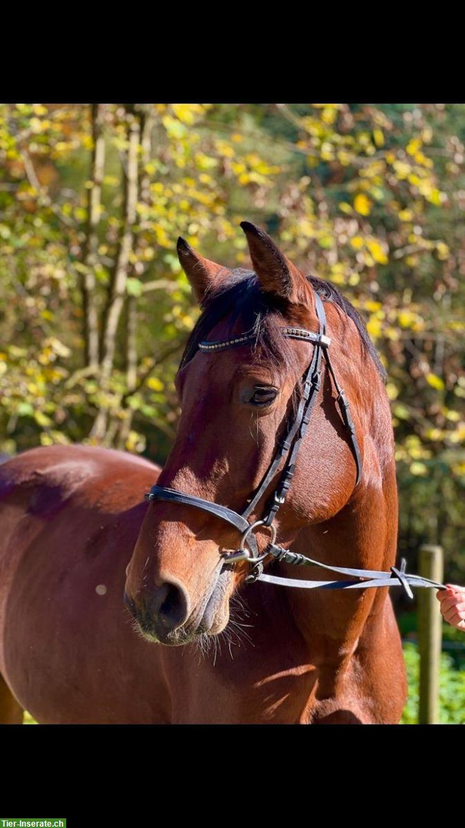 Grosse liebe Holsteiner Stute als gehobenes Freizeitpferd