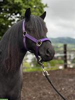 Bildhübsche Pony Stute, 5-jährig, 1.23cm