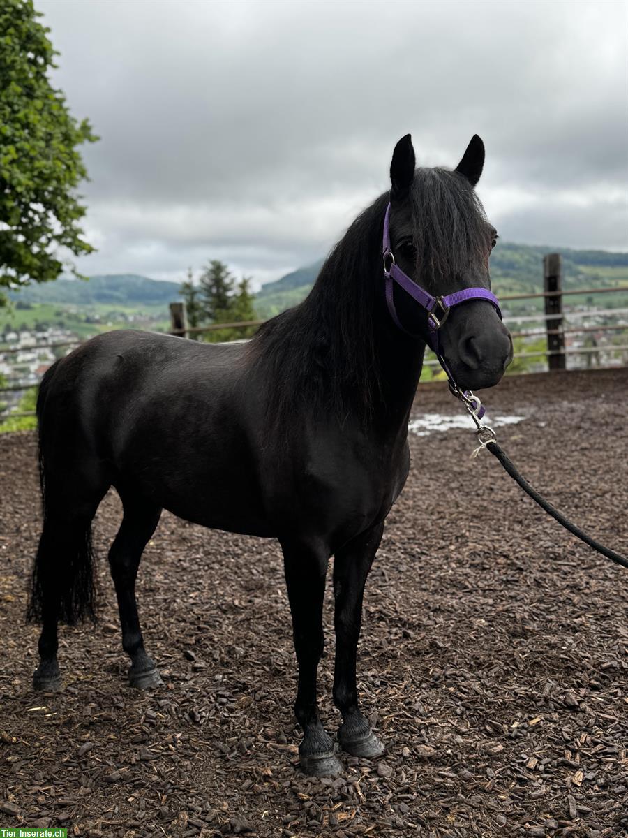 Bild 2: Bildhübsche Pony Stute, 5-jährig, 1.23cm