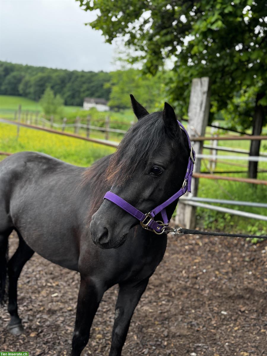 Bild 3: Bildhübsche Pony Stute, 5-jährig, 1.23cm