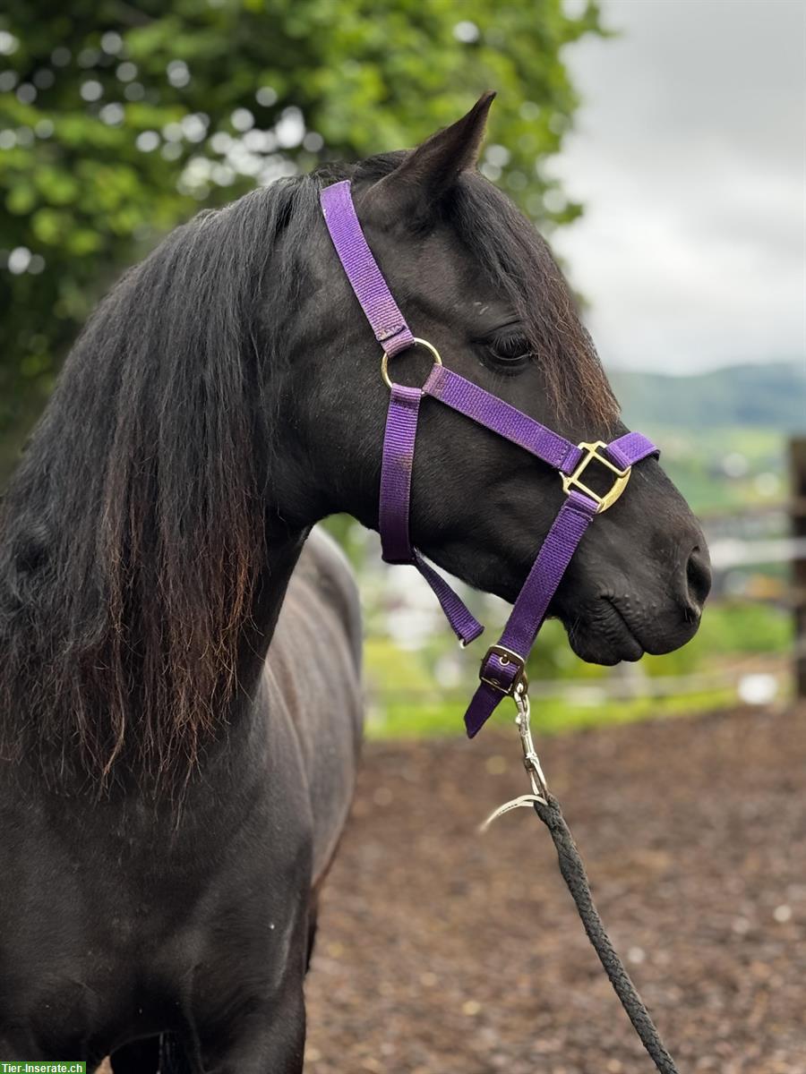 Bild 4: Bildhübsche Pony Stute, 5-jährig, 1.23cm