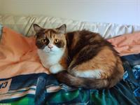 Wunderschöne Britisch Kurzhaar Katze, chocolate tortie white
