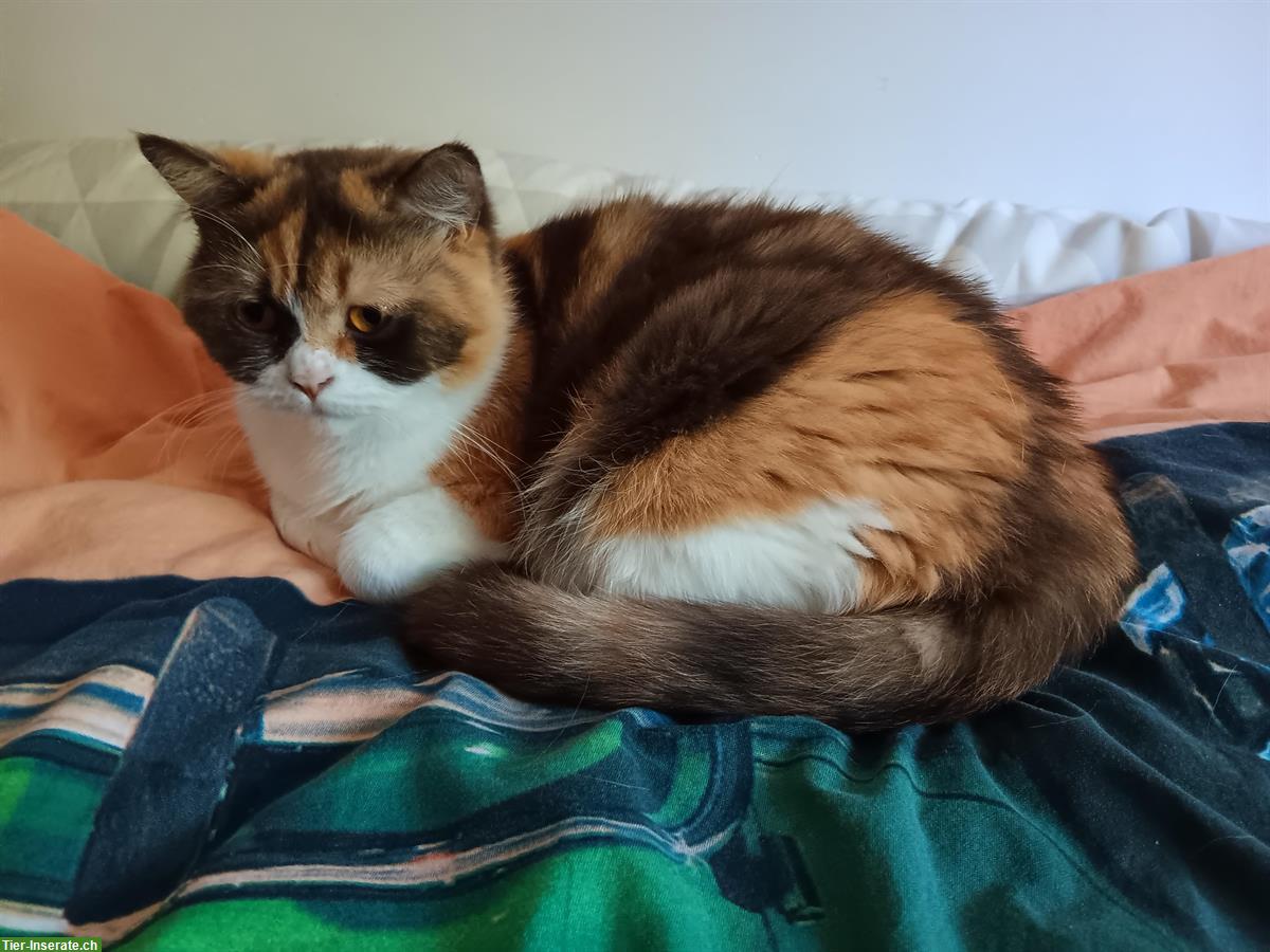 Bild 2: Wunderschöne Britisch Kurzhaar Katze, chocolate tortie white