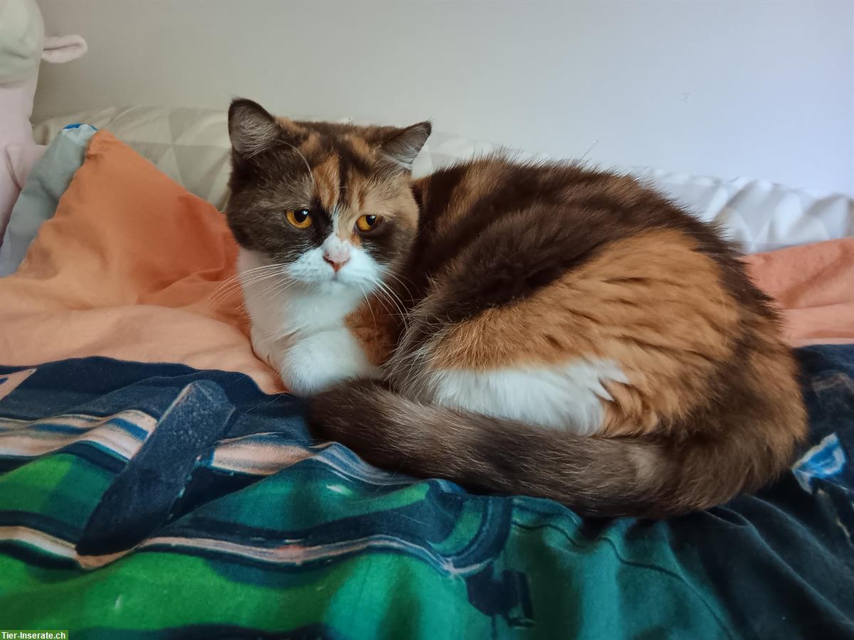 Bild 3: Wunderschöne Britisch Kurzhaar Katze, chocolate tortie white