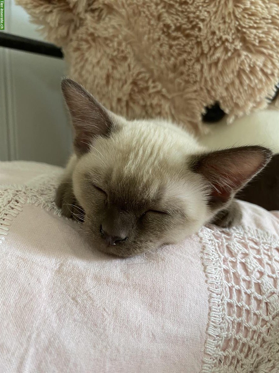 Tonkanesen Kitten suchen neues Zuhause
