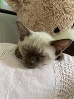 Tonkanesen Kitten suchen neues Zuhause