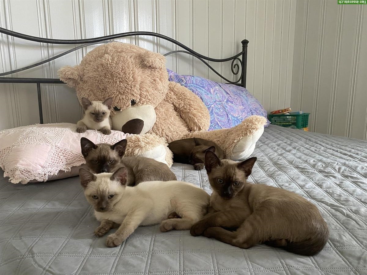 Bild 2: Tonkanesen Kitten suchen neues Zuhause