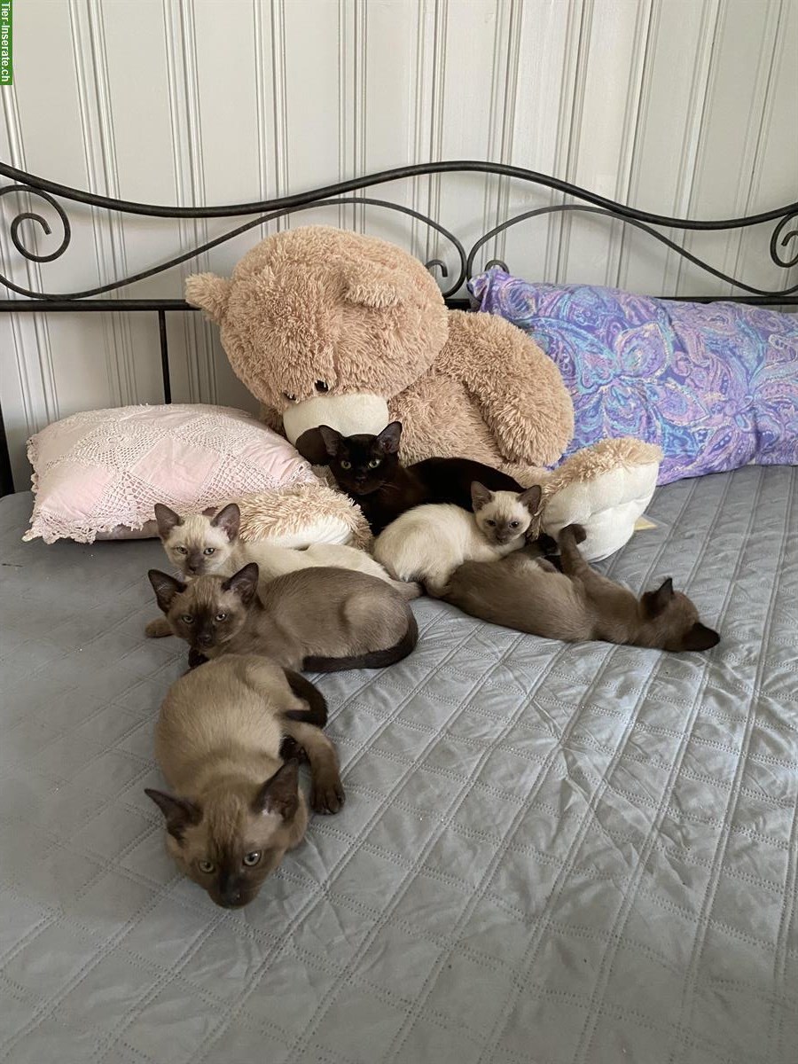 Bild 3: Tonkanesen Kitten suchen neues Zuhause