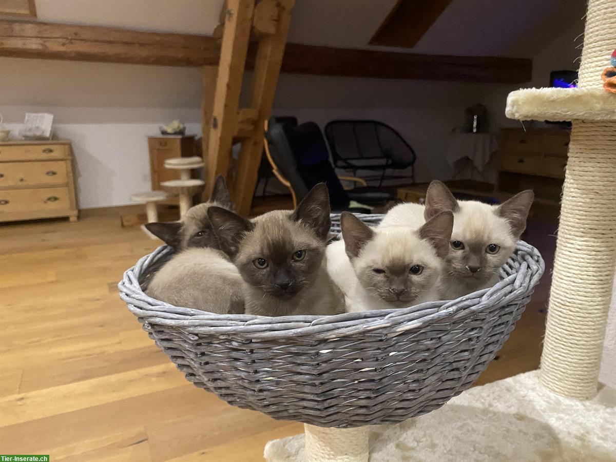 Bild 4: Tonkanesen Kitten suchen neues Zuhause