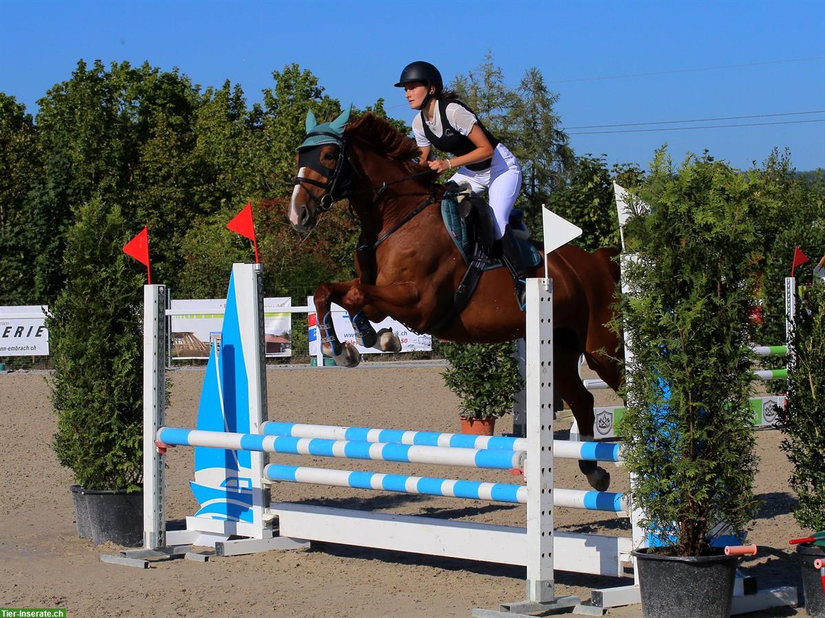 12-jährige Sportstute zu verkaufen