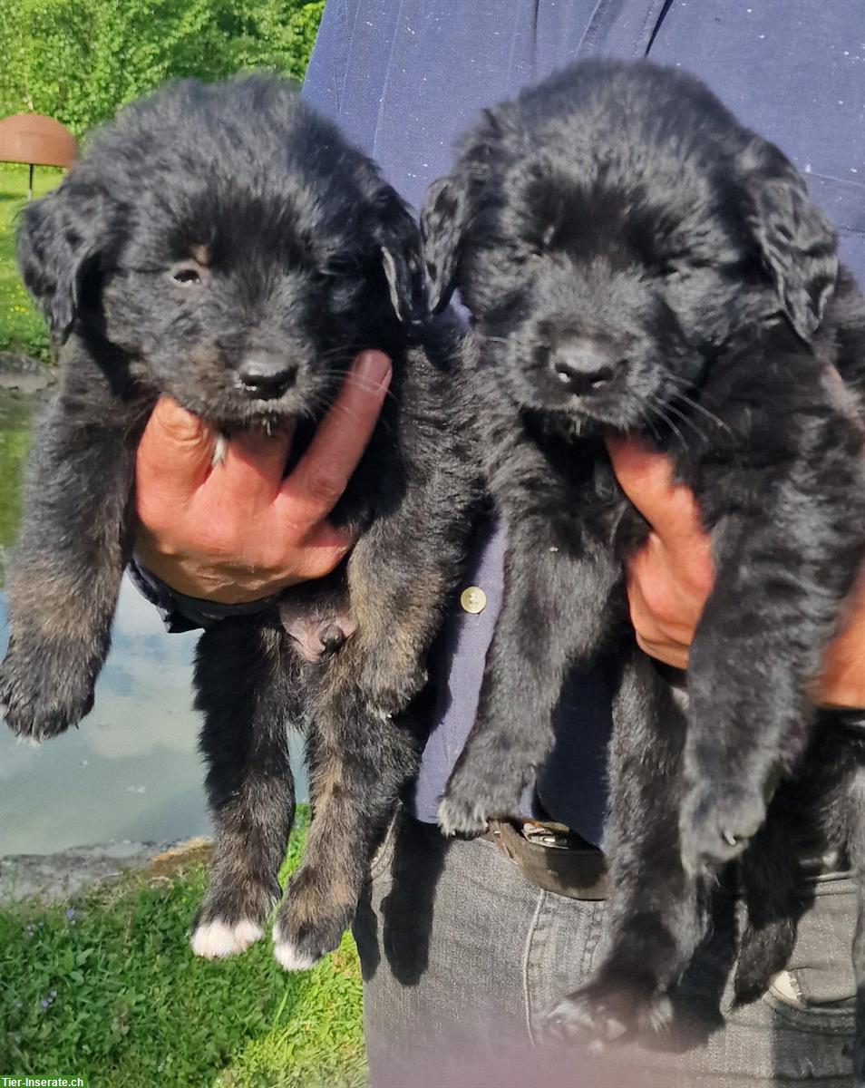 Golden Retriever Mischlings Welpen zu verkaufen