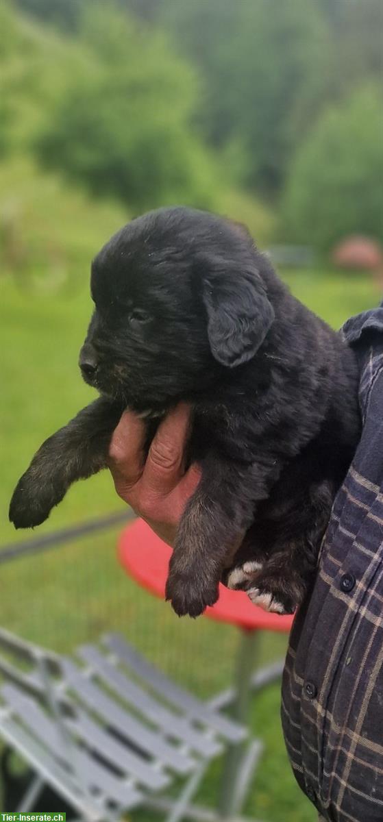 Bild 2: Golden Retriever Mischlings Welpen zu verkaufen