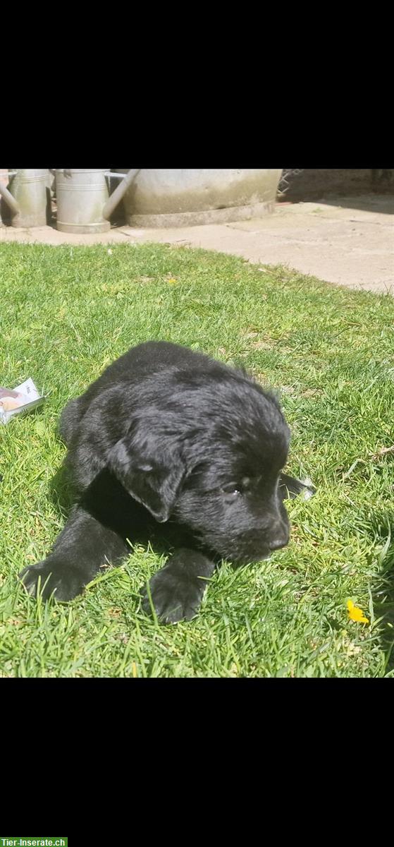 Bild 3: Golden Retriever Mischlings Welpen zu verkaufen