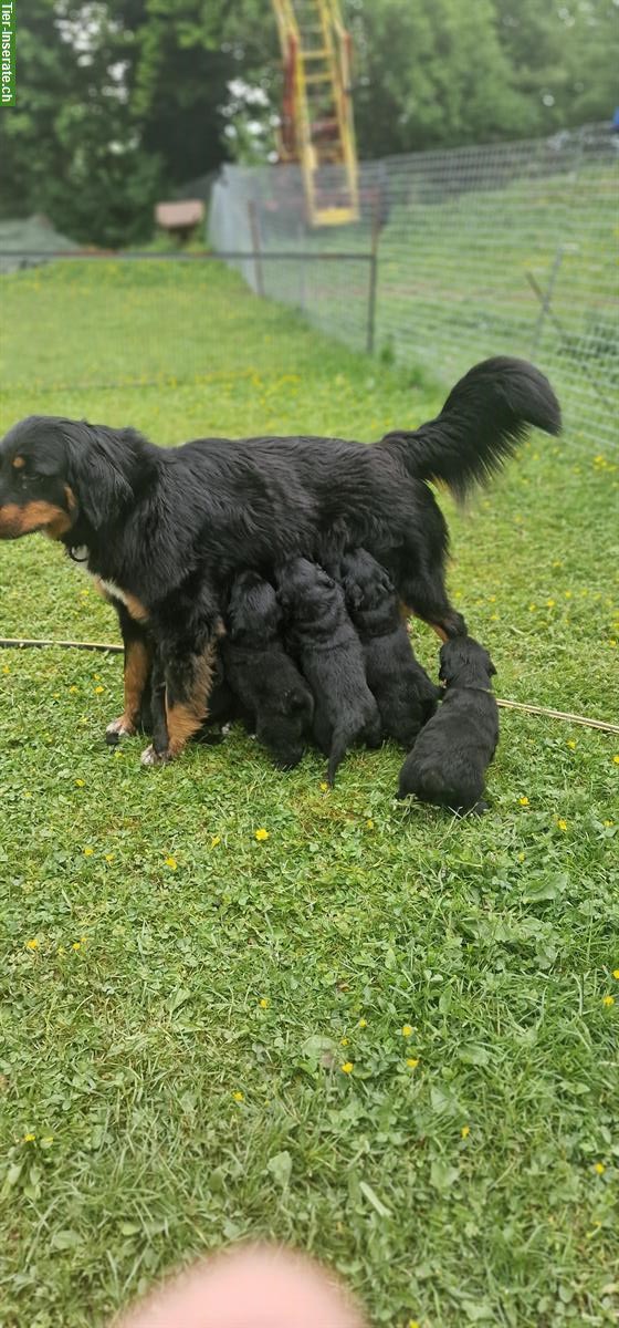 Bild 4: Golden Retriever Mischlings Welpen zu verkaufen