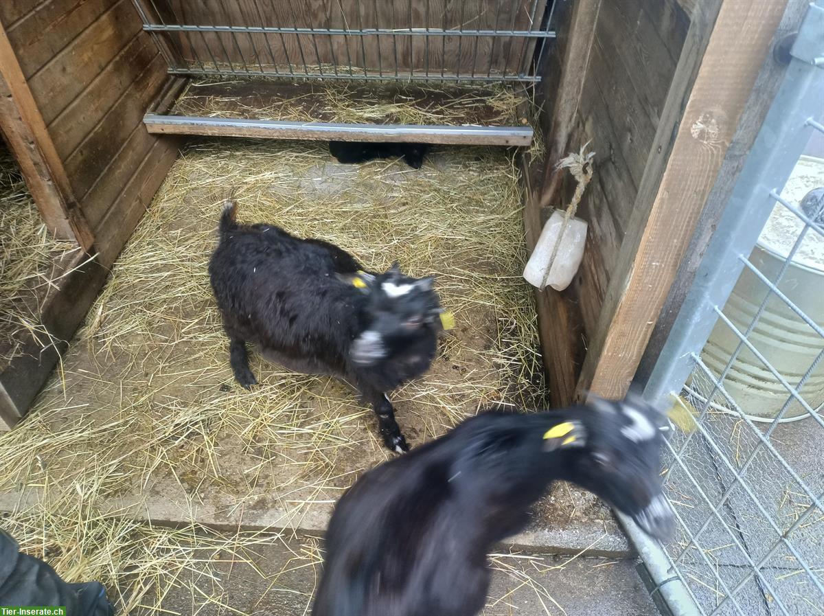 1-jähriger Zwergziegen Bock, kastriert, sehr zutraulich