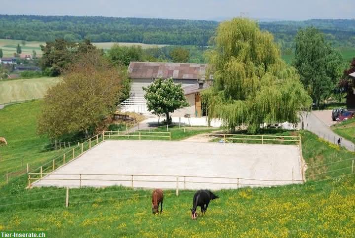 Grosse Auslaufboxen in Oltingen BL