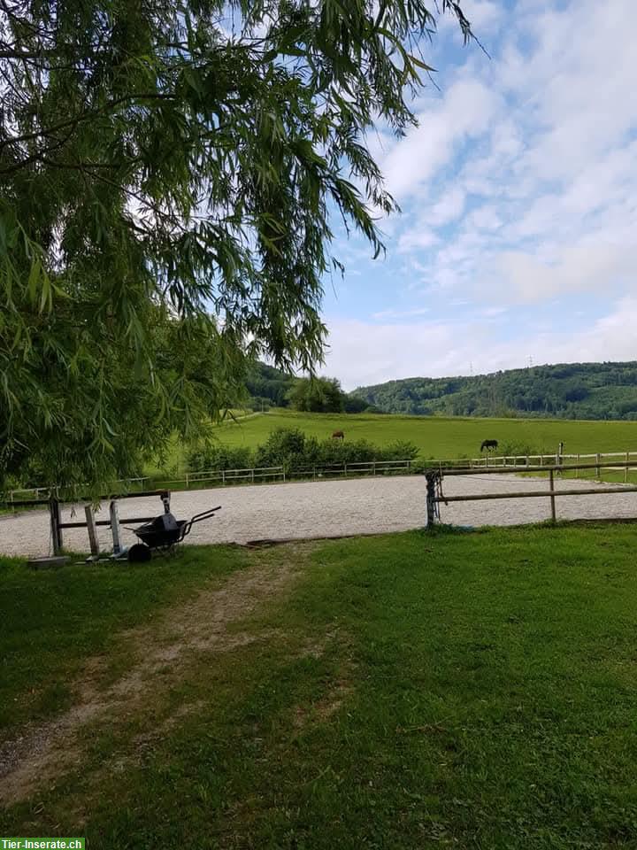 Bild 5: Grosse Auslaufboxen in Oltingen BL