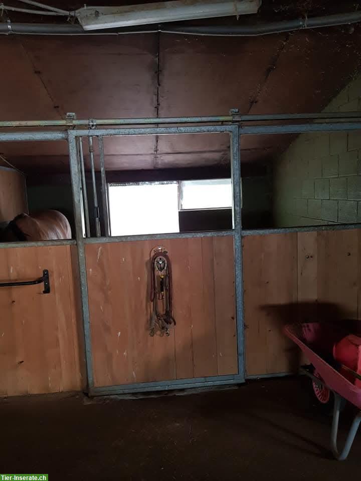 Bild 7: Grosse Auslaufboxen in Oltingen BL