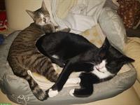 2 liebe Katzen, M + W beide ca. 1.5-jährig zu verkaufen