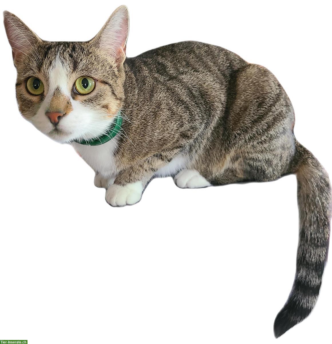 Bild 2: 2 liebe Katzen, M + W beide ca. 1.5-jährig zu verkaufen