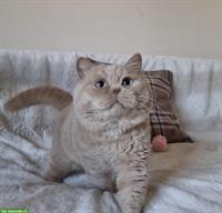 BKH Britisch Kurzhaar Kater mit blauen Augen, kastriert