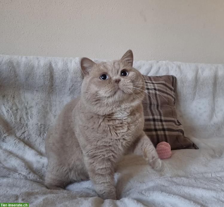 Bild 2: BKH Britisch Kurzhaar Kater mit blauen Augen, kastriert