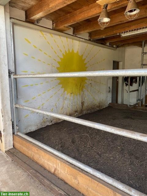Bild 4: Zu vermieten: Pferdestall mit Auslaufboxen, Weide & Reitplatz