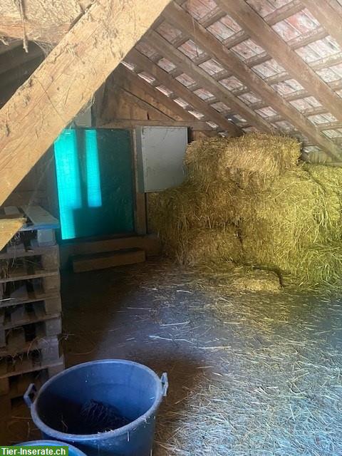 Bild 6: Zu vermieten: Pferdestall mit Auslaufboxen, Weide & Reitplatz