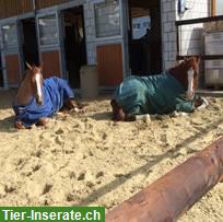 Bild 4: Auslaufboxen 5min ab A2 Reiden/Dagmersellen, Wohnmöglichkeit