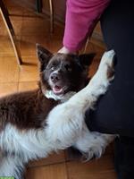 Spike, ein Border Collie Rüde sucht neues Zuhause