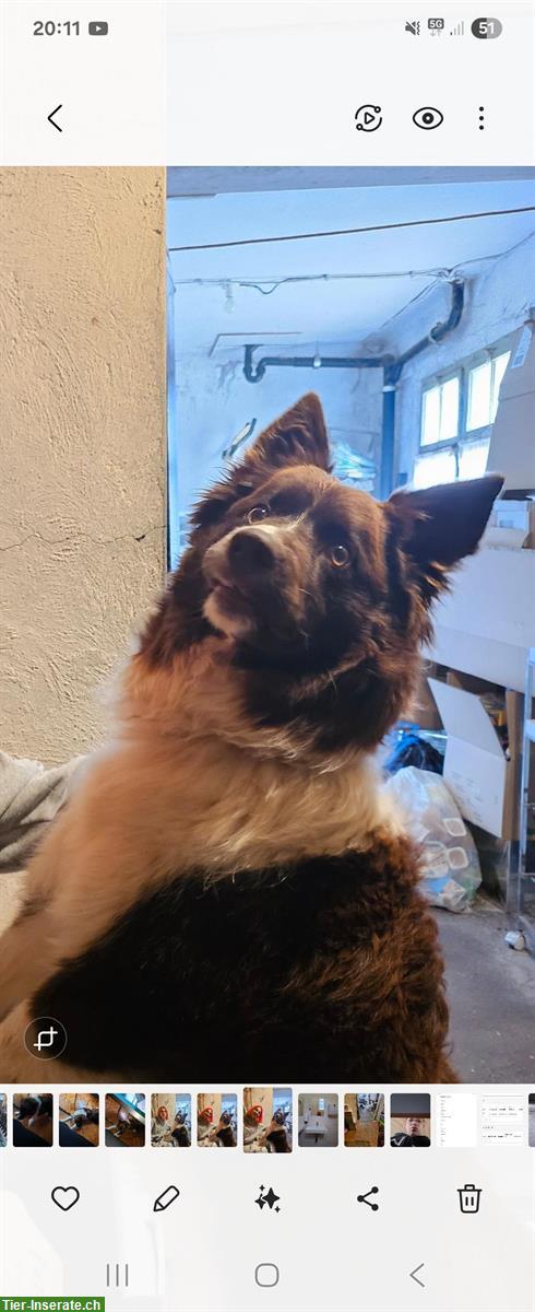 Bild 2: Spike, ein Border Collie Rüde sucht neues Zuhause