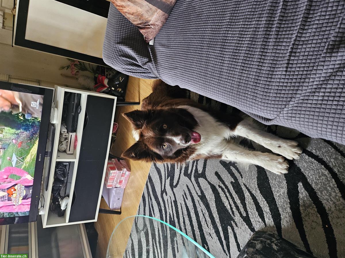 Bild 3: Spike, ein Border Collie Rüde sucht neues Zuhause