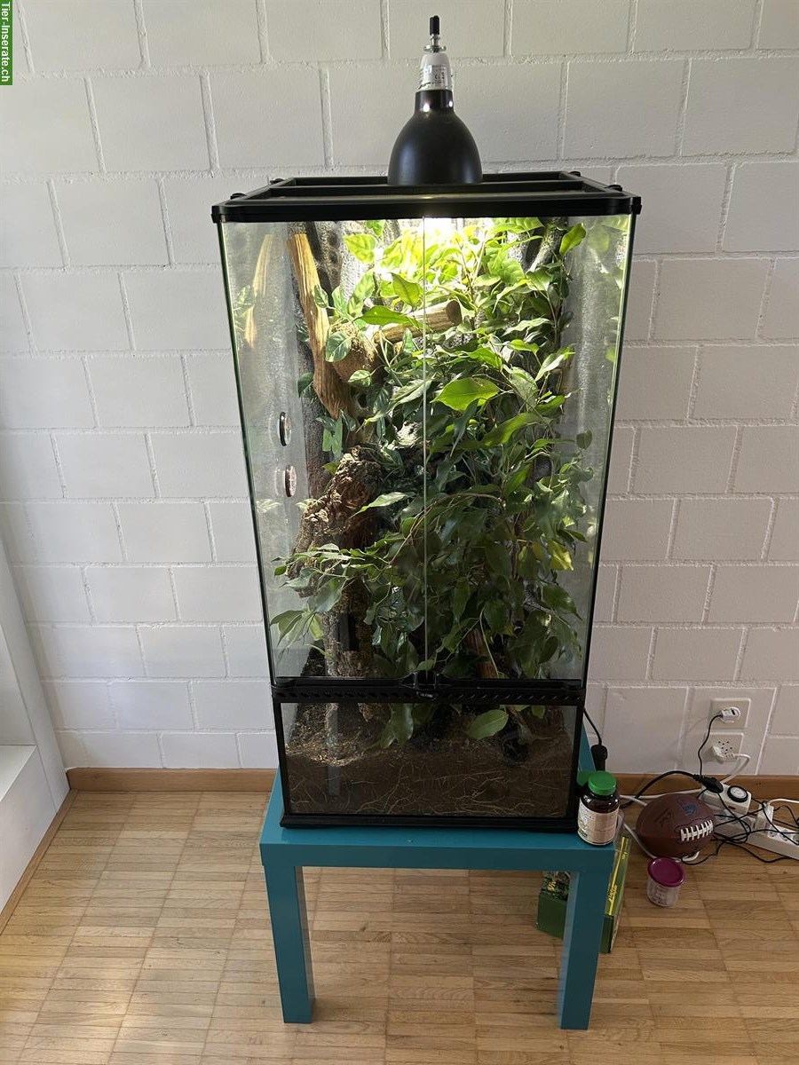 Bild 3: Kronengecko sucht neues Zuhause – mit komplettem Terrarium-Set