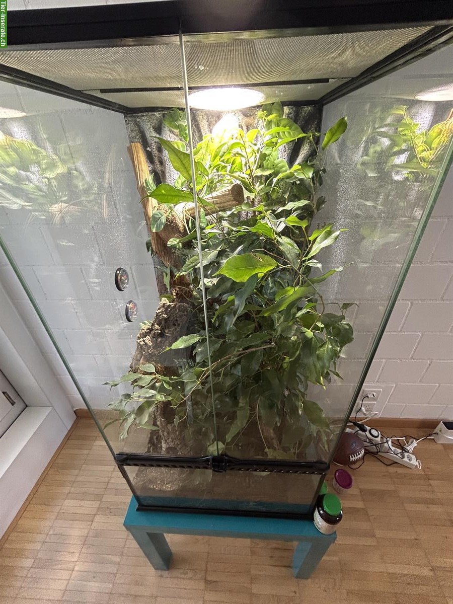 Bild 4: Kronengecko sucht neues Zuhause – mit komplettem Terrarium-Set
