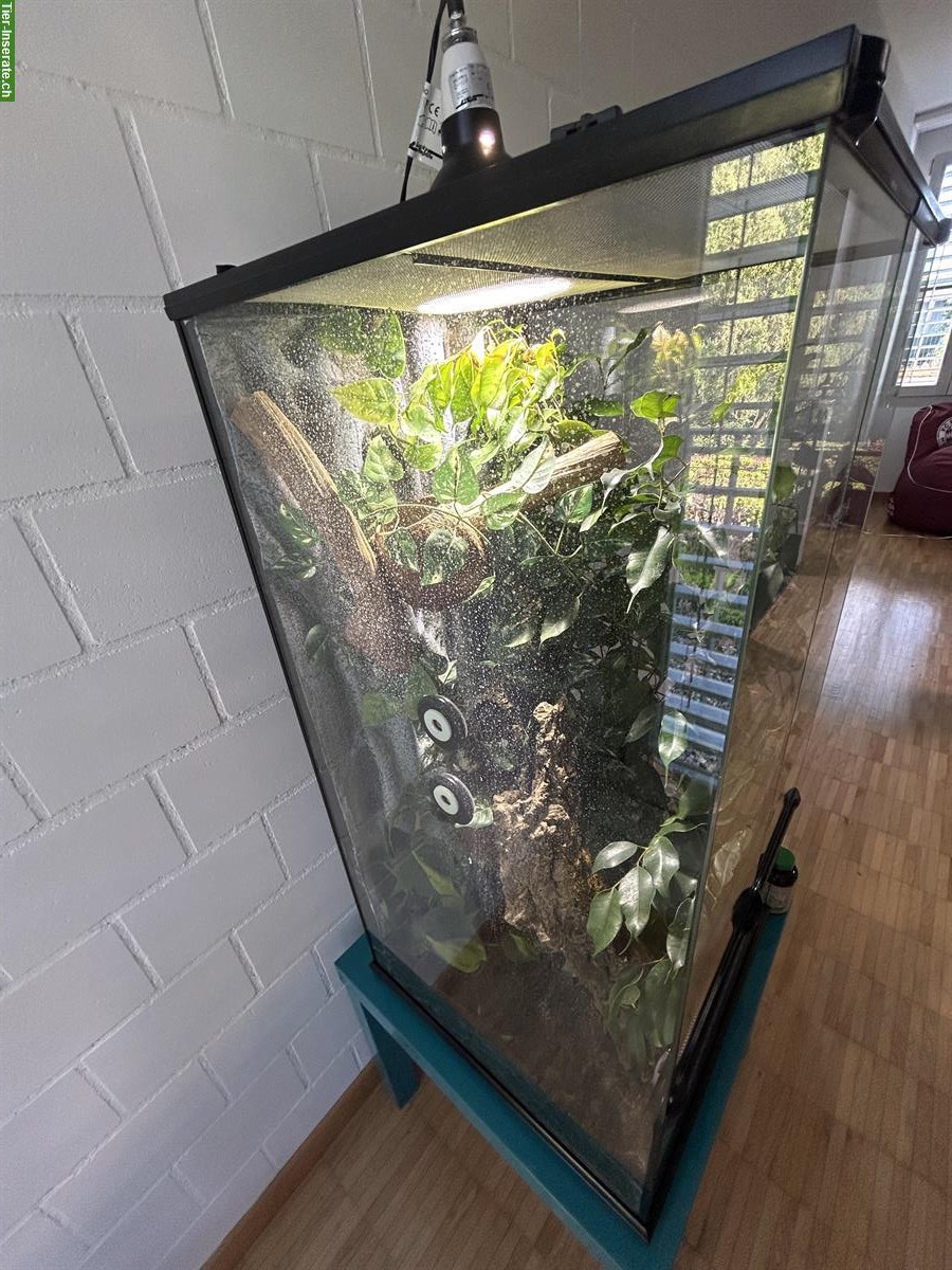 Bild 5: Kronengecko sucht neues Zuhause – mit komplettem Terrarium-Set